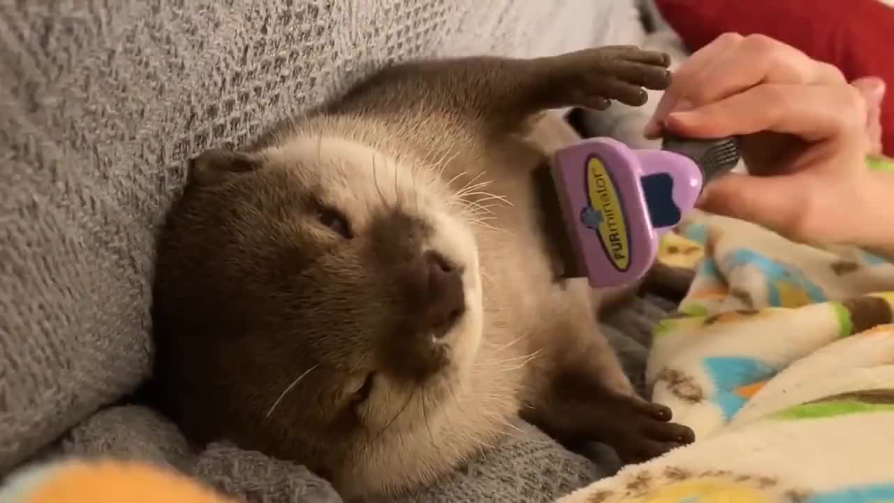 主人刚把梳子拿在手里,水獭就乐颠颠地凑了上来,下一秒别笑!