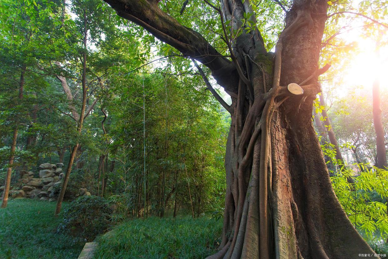 重庆大山惊现大量千年金丝楠木,树王需10人合围,如今少有人知