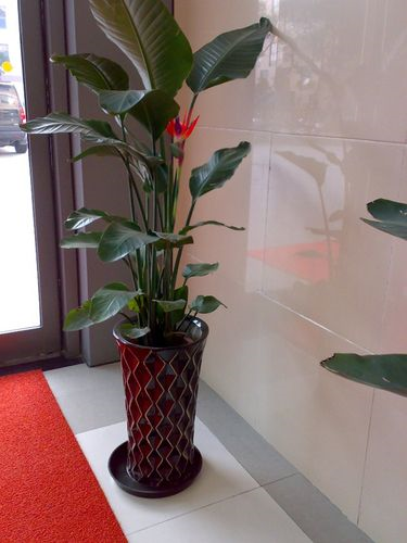 客厅有树,十有九富!这些植物养在家里,霸气"镇宅",寓意吉祥