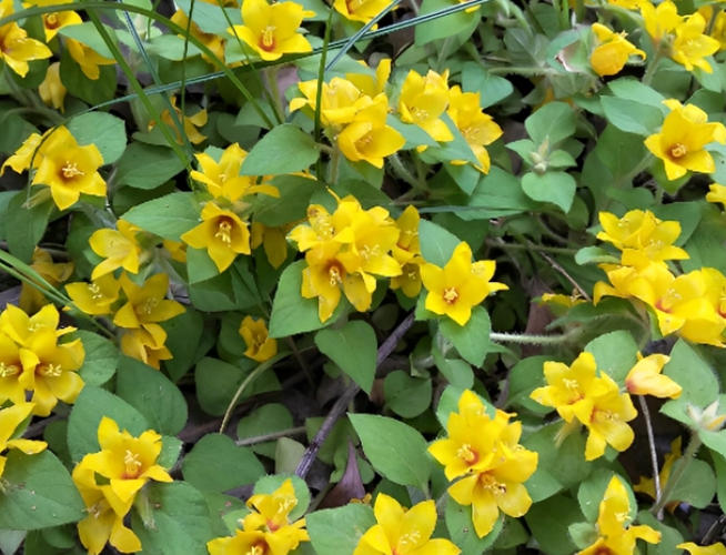 农村路边常见的"碎石草",蛇遇到也不敢惹的植物