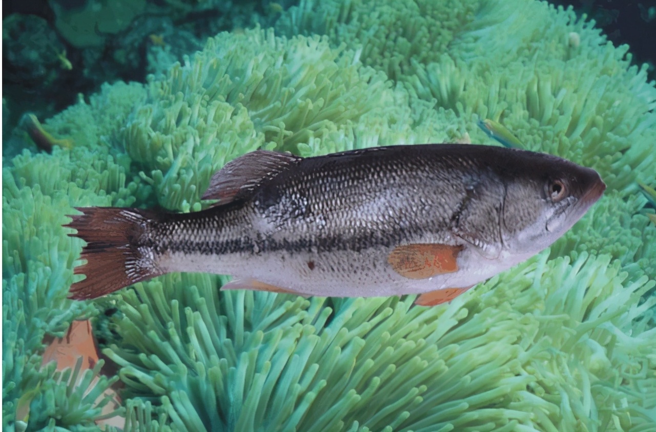 买鲈鱼,"海鲈鱼"和"淡水鲈"哪个好,差距很大,弄懂不被骗