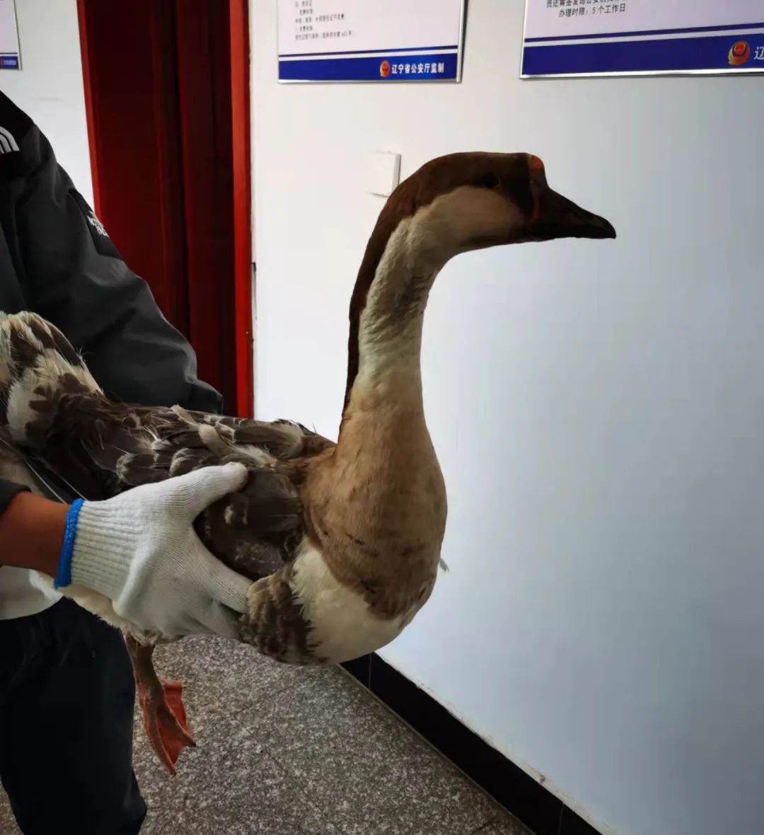 西丰公安成功救助一只国家二级保护动物鸿雁