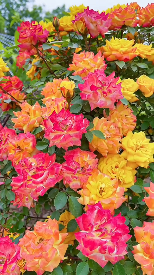 6种四季都开花的爬藤月季,好看又好养!