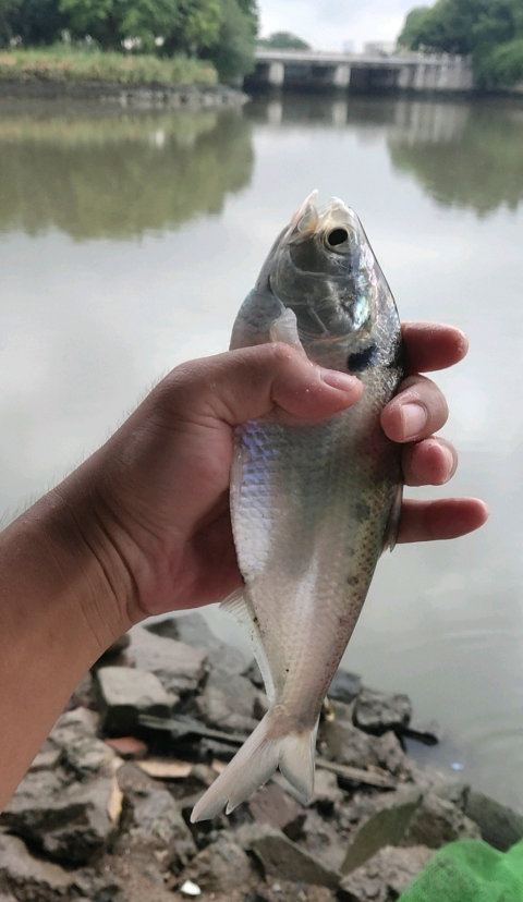 消失的鲥鱼再现?有人在上海河道钓到怪鱼,钓鱼人:鲜得很