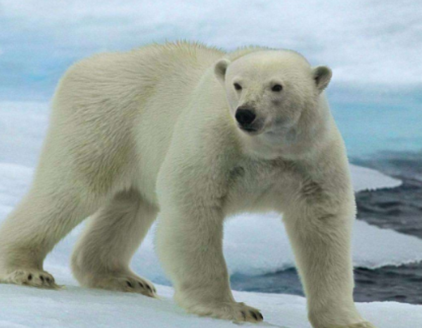 北极熊的天敌是什么图片