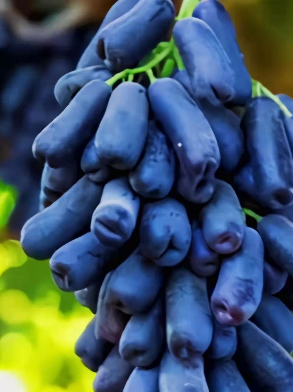 水果界宠儿——蓝宝石葡萄,口感香甜,营养丰富