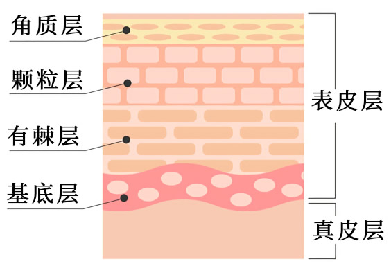 皮膚結構是哪三大層9小層?