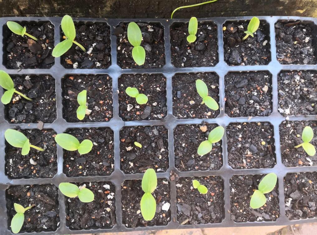 一种全新的早春茬黄瓜育苗技术1个人也能操作纯纯的干货分享