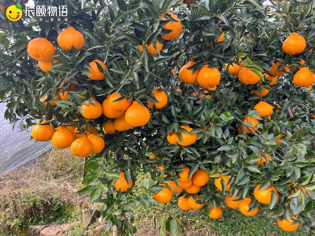 于是我们来到了丑橘的产地四川省内江市资中县高楼镇(e104