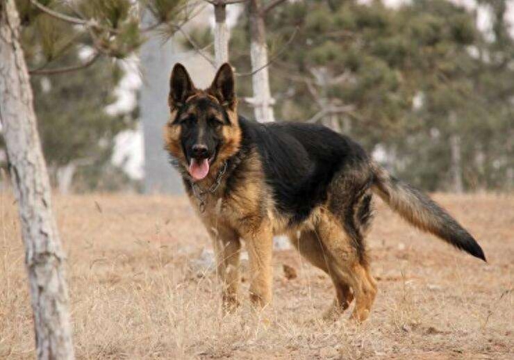 回顾95年程鹏案7年之间杀6人被抓后为何他的狗也被判了死刑