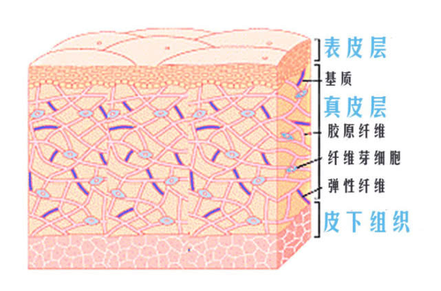 胶原蛋白在皮肤哪一层,保护胶原蛋白的方法有哪些?