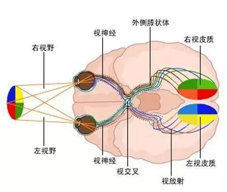 盲点实验图图片