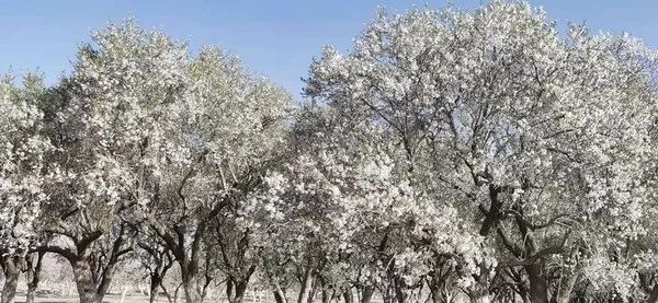 莎车巴旦木花图片