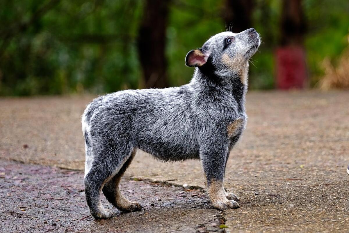 世界十大警犬图片