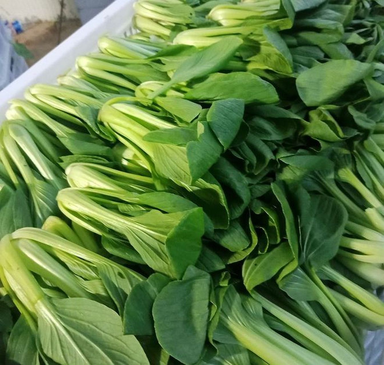 油菜和上海青区别如下:油菜是十字花科植物,种子含油量高,可以作为