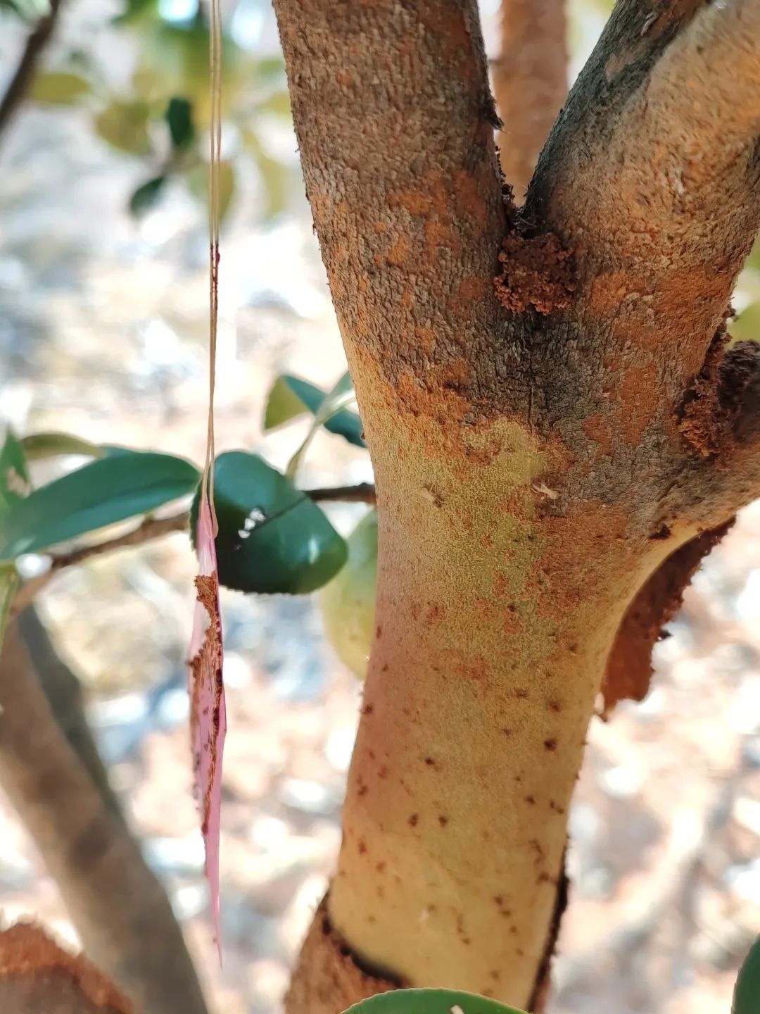 油茶黑翅土白蚁的危害及其防治技术
