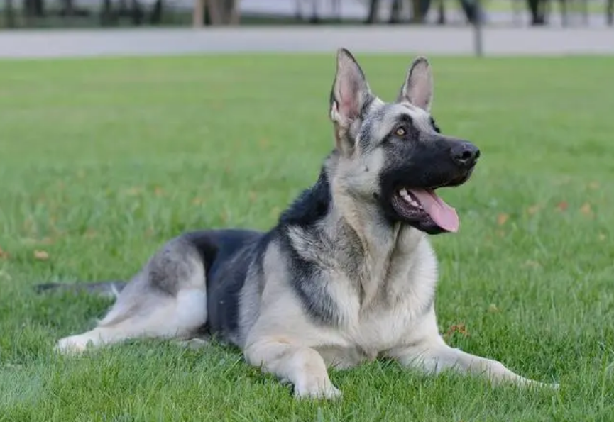 东欧牧羊犬标准图图片