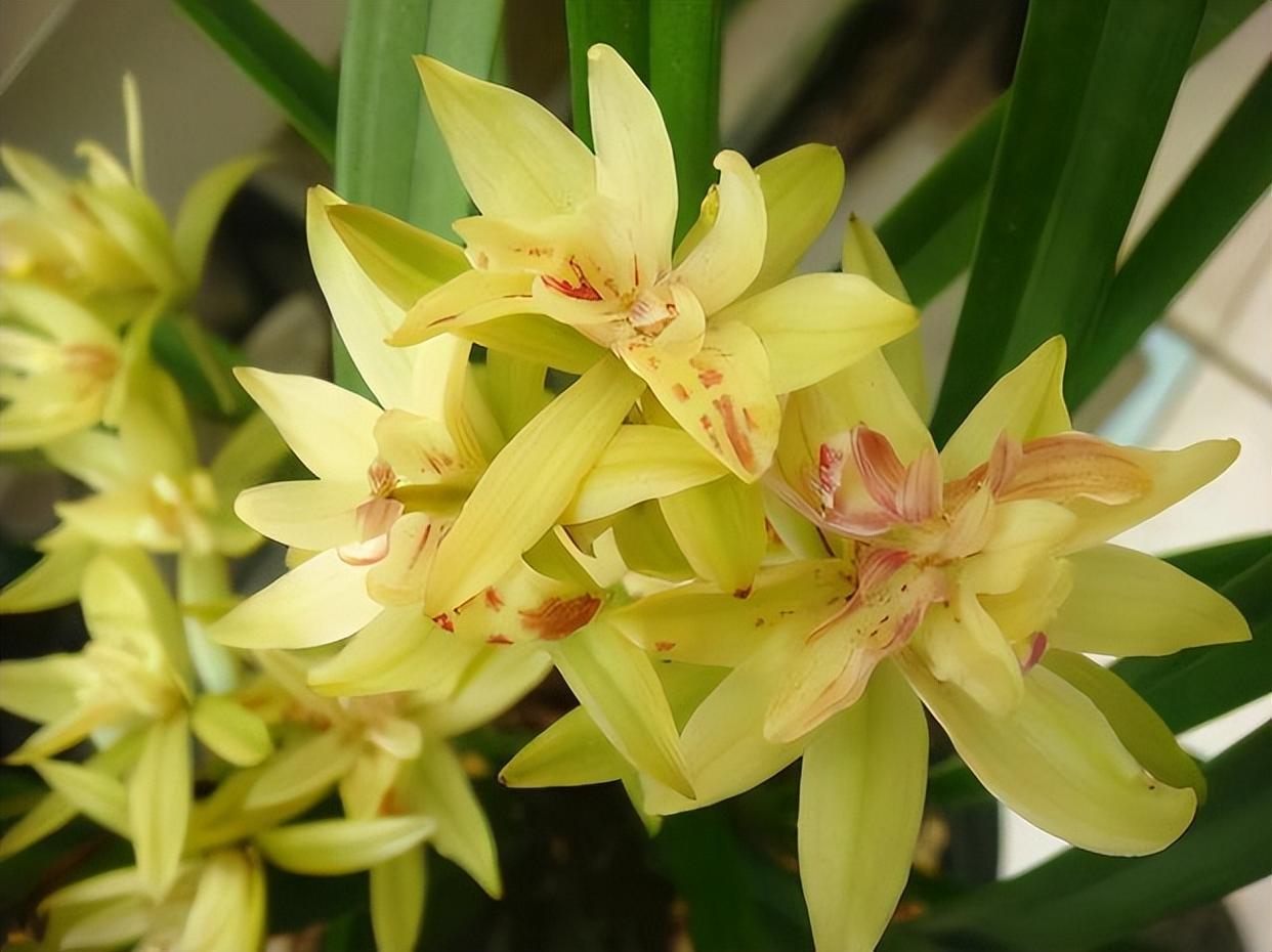 富山奇蝶兰花,花期长,花姿高雅,新手也能养