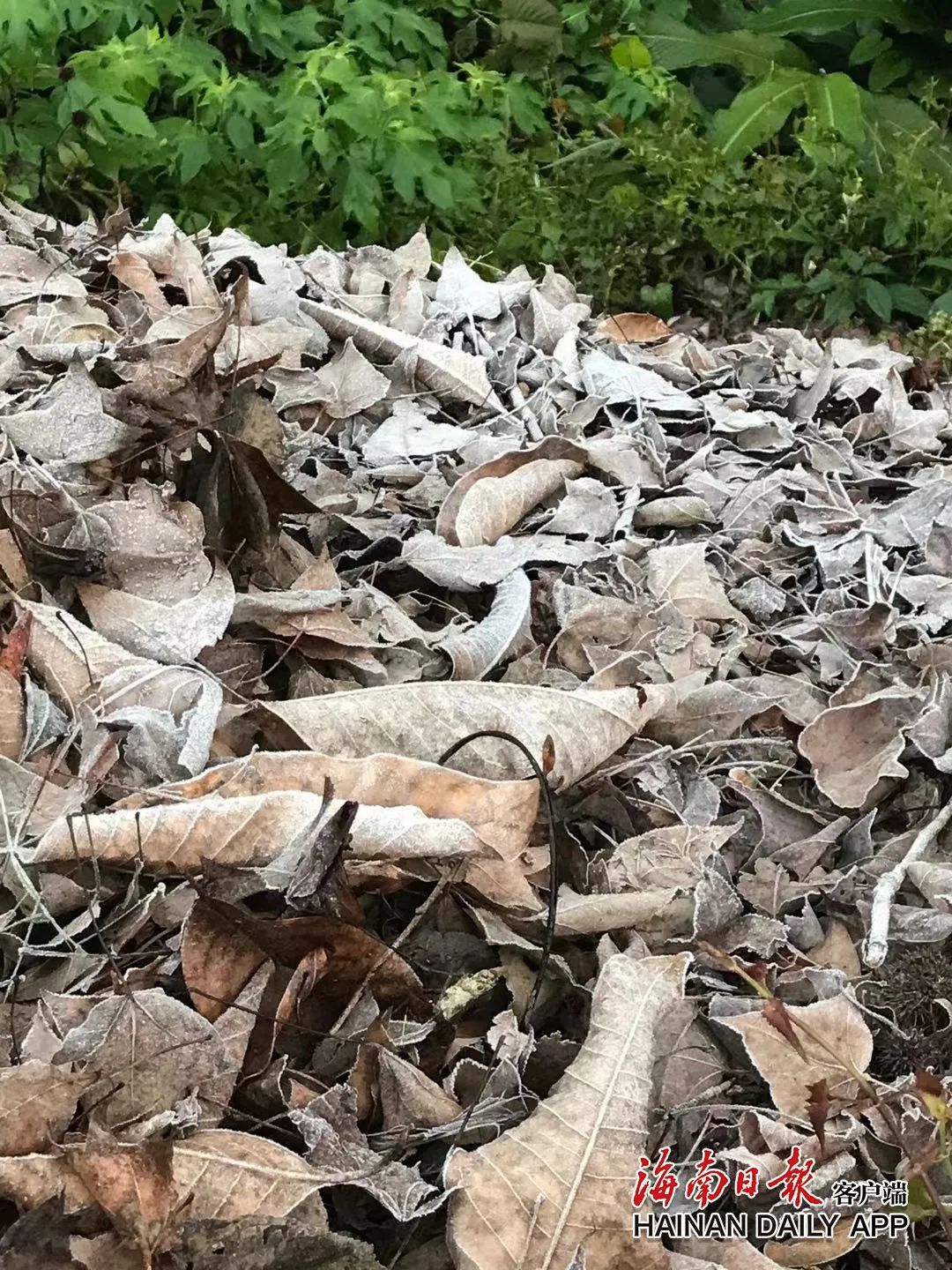 海南黎母山林场最低温跌破0 ℃五指山水满乡出现结霜现象