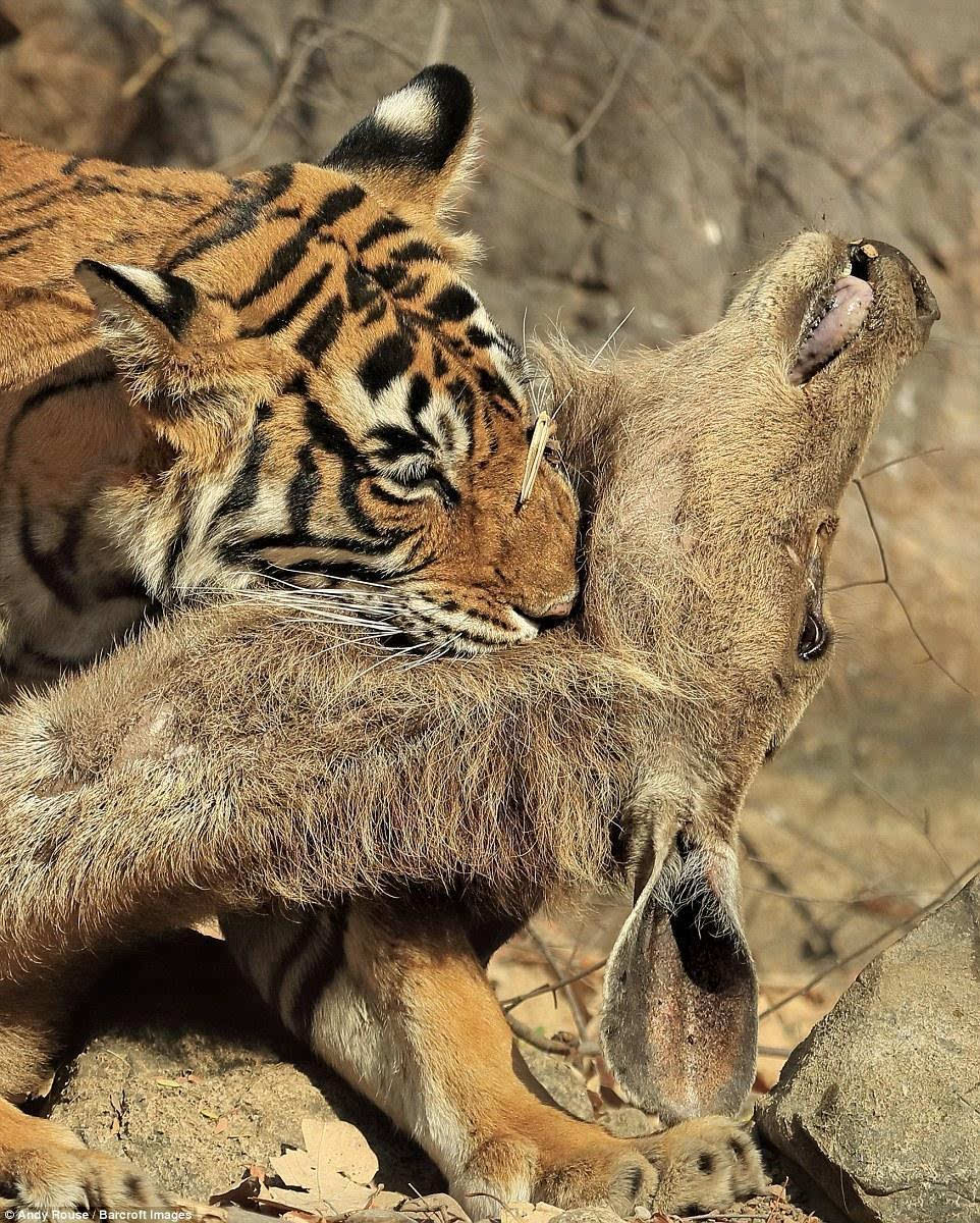 动物趣闻:濒临灭绝的虎