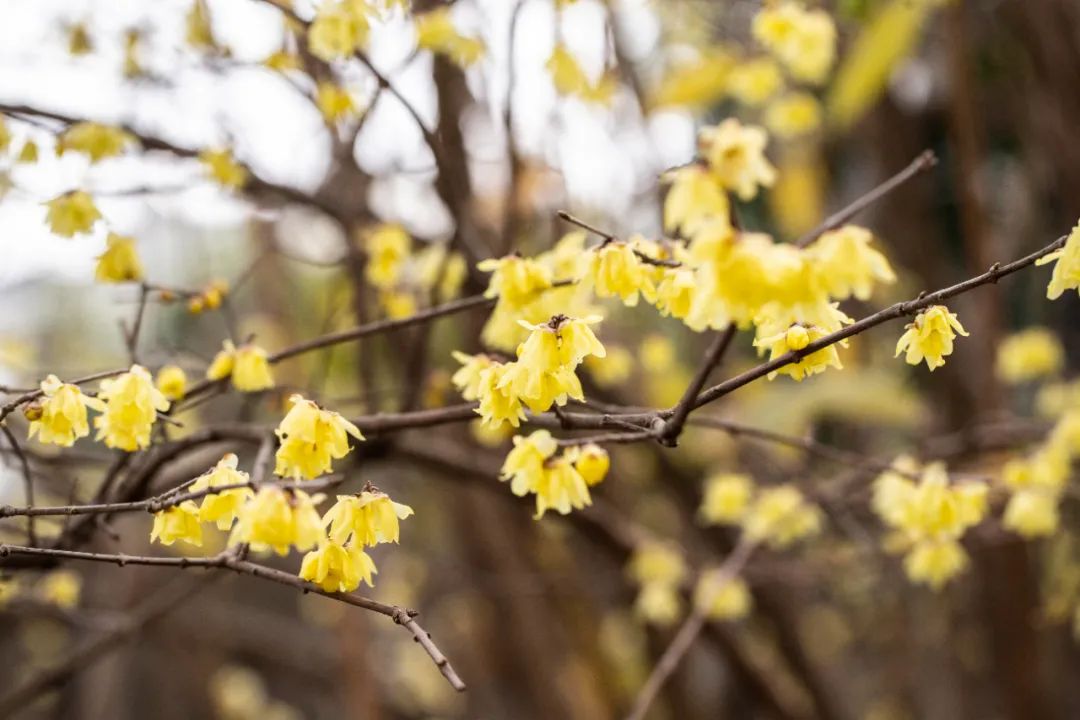 "江南第一梅"进入盛花期 市民闻香赏梅可至2月