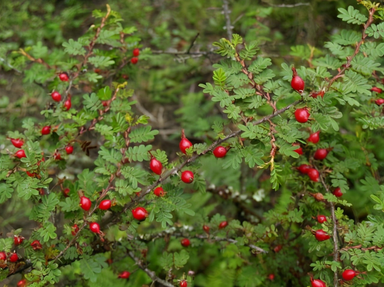 在乡下,若是见到这种果树,请保护起来,价值高,别让外来人采挖