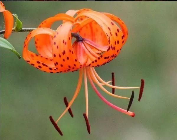 100种状如其名的奇花异草,太有意思啦!