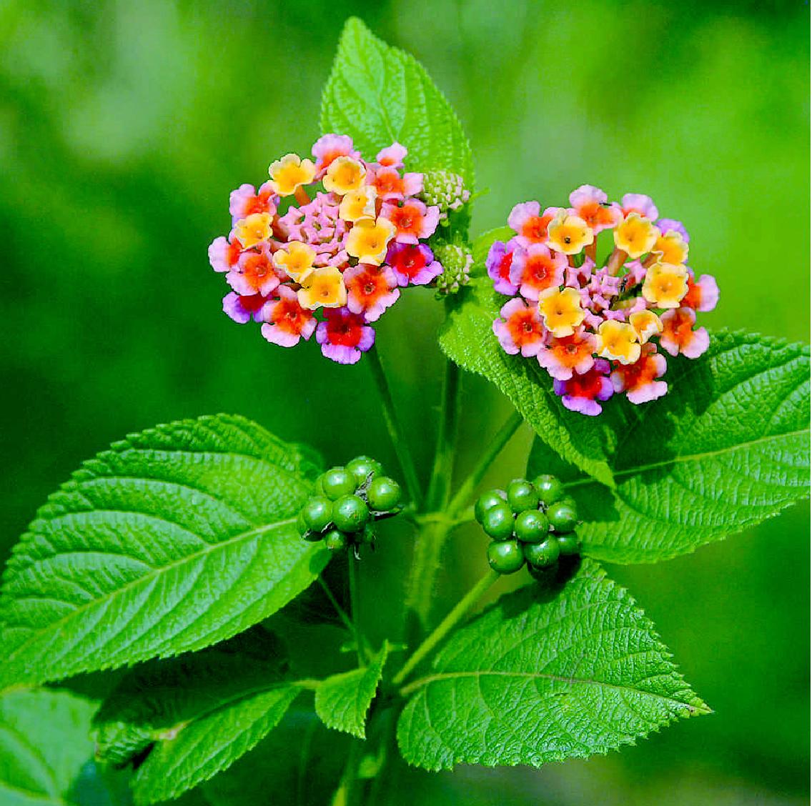 五色梅:一朵花5种颜色,世界十大有毒杂草之一