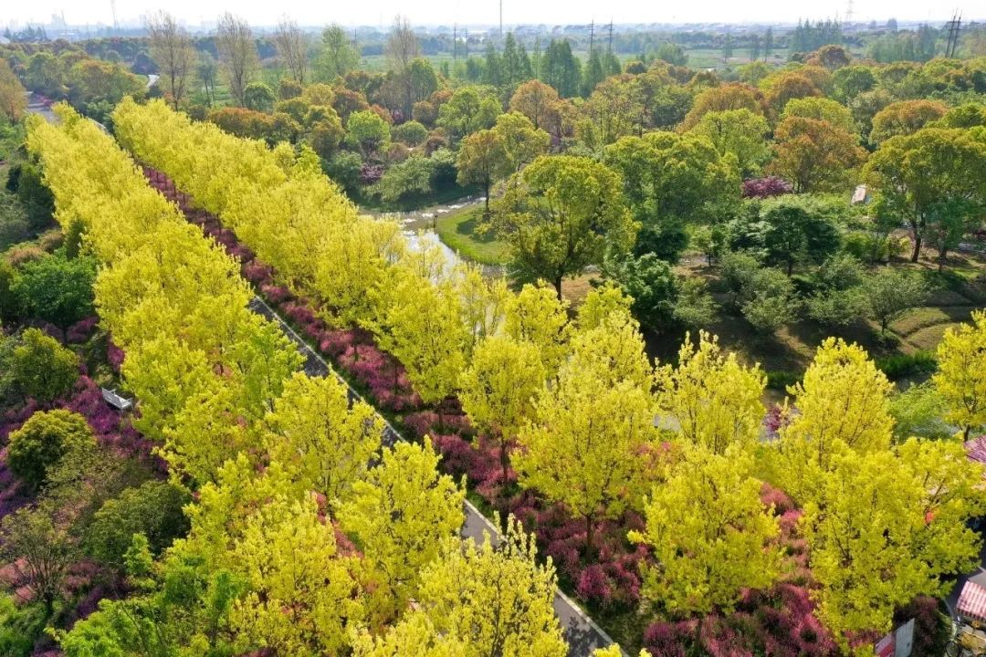 传统枫叶不稀奇,这种花叶三角枫你见过吗?
