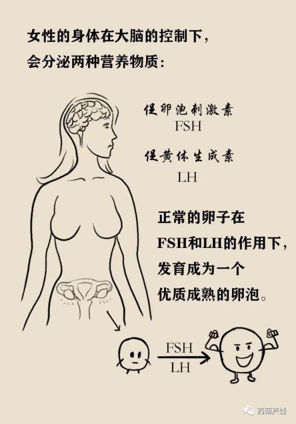 药师解药"多子丸"真的能实现生娃自由?