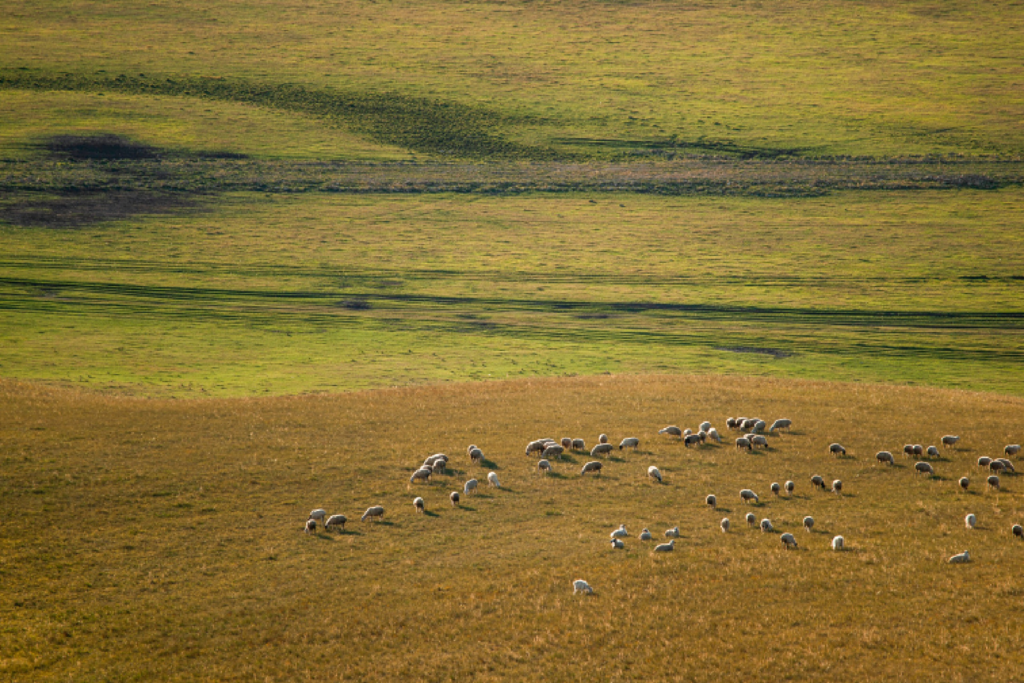 旷野天低水清云近微风吹过走在草地上幽幽的草香扑面而来