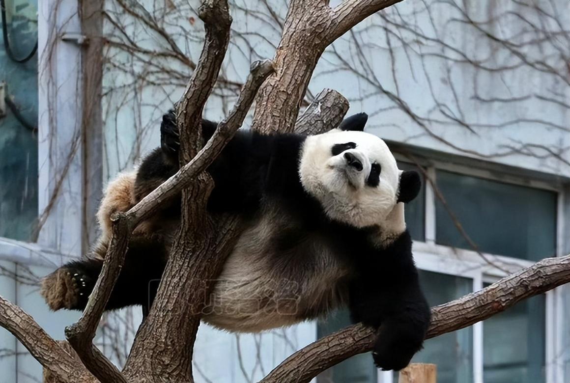 回顾:2021年,日本一母猴"独居怀孕",男饲养员成首要怀疑对象