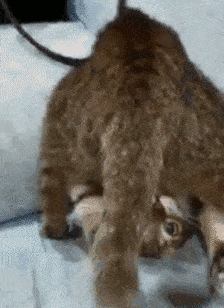 让铲屎官误会的4种猫咪肢体语言!你确定你很了解你家