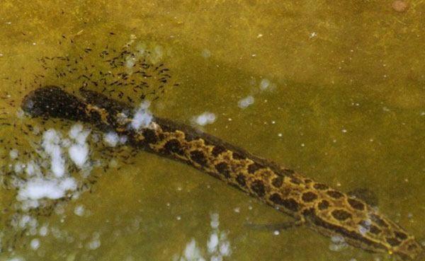 黑鱼如此凶猛,为什么会被称为"孝鱼"?