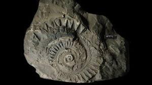 俄罗斯发现旋齿鲨化石,经过研究,最后揭开了谜底