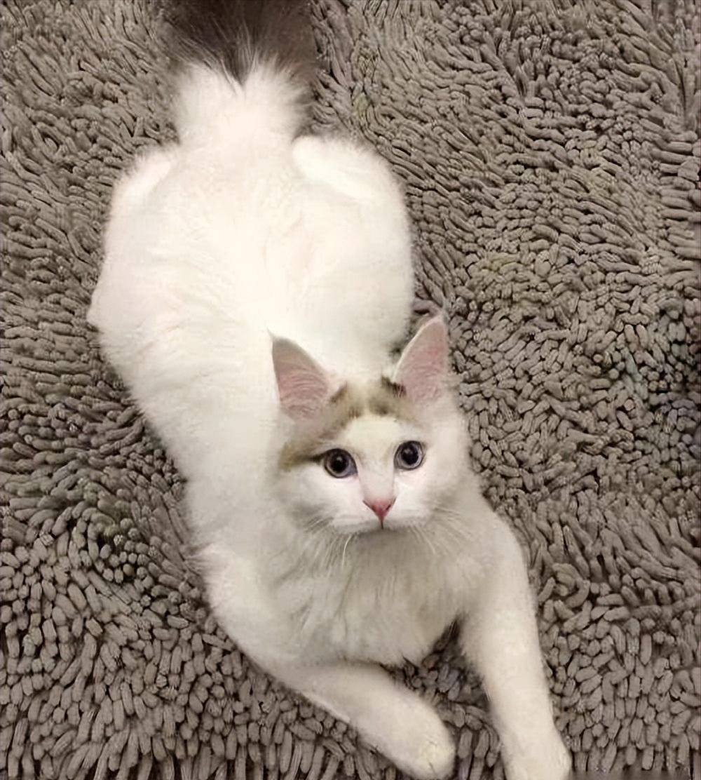 盘点八种"大体型"宠物猫:缅因布偶上榜!大橘:有礼貌但不多!