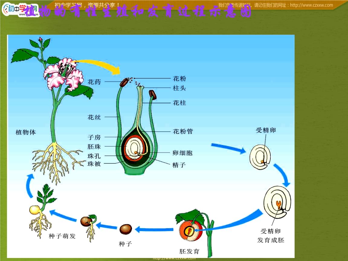 为什么存在有性繁殖和无性繁殖