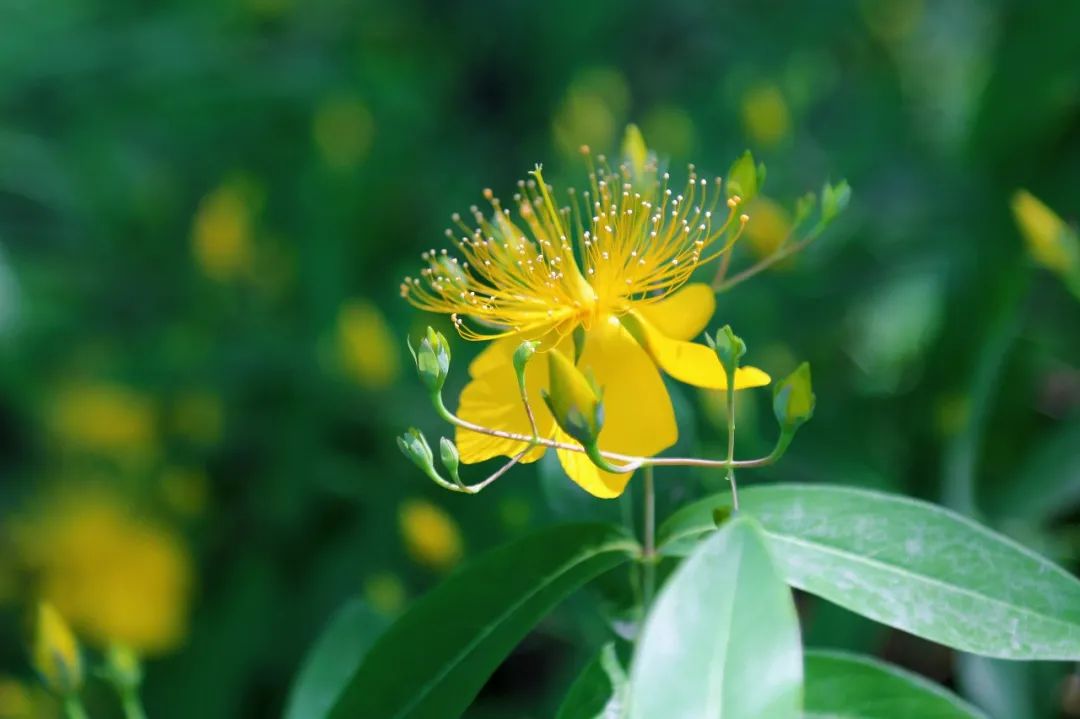 精灵之约节气"植"说丨上海植物园:上海的二十四节气花园小满