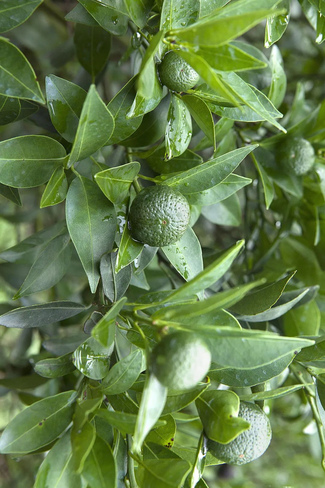 解密茶界"黑珍珠"——小柑胎!