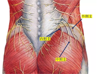 臀上皮神经卡压综合症图片