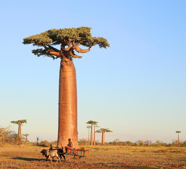 鼎鼎的猴面包树,也是非洲人民的"万能树"