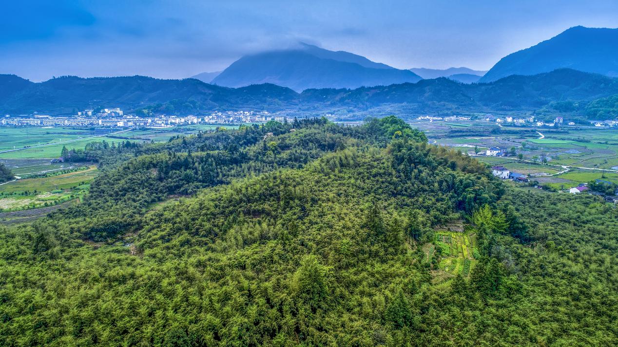 黄山区打造中国竹子之乡金招牌