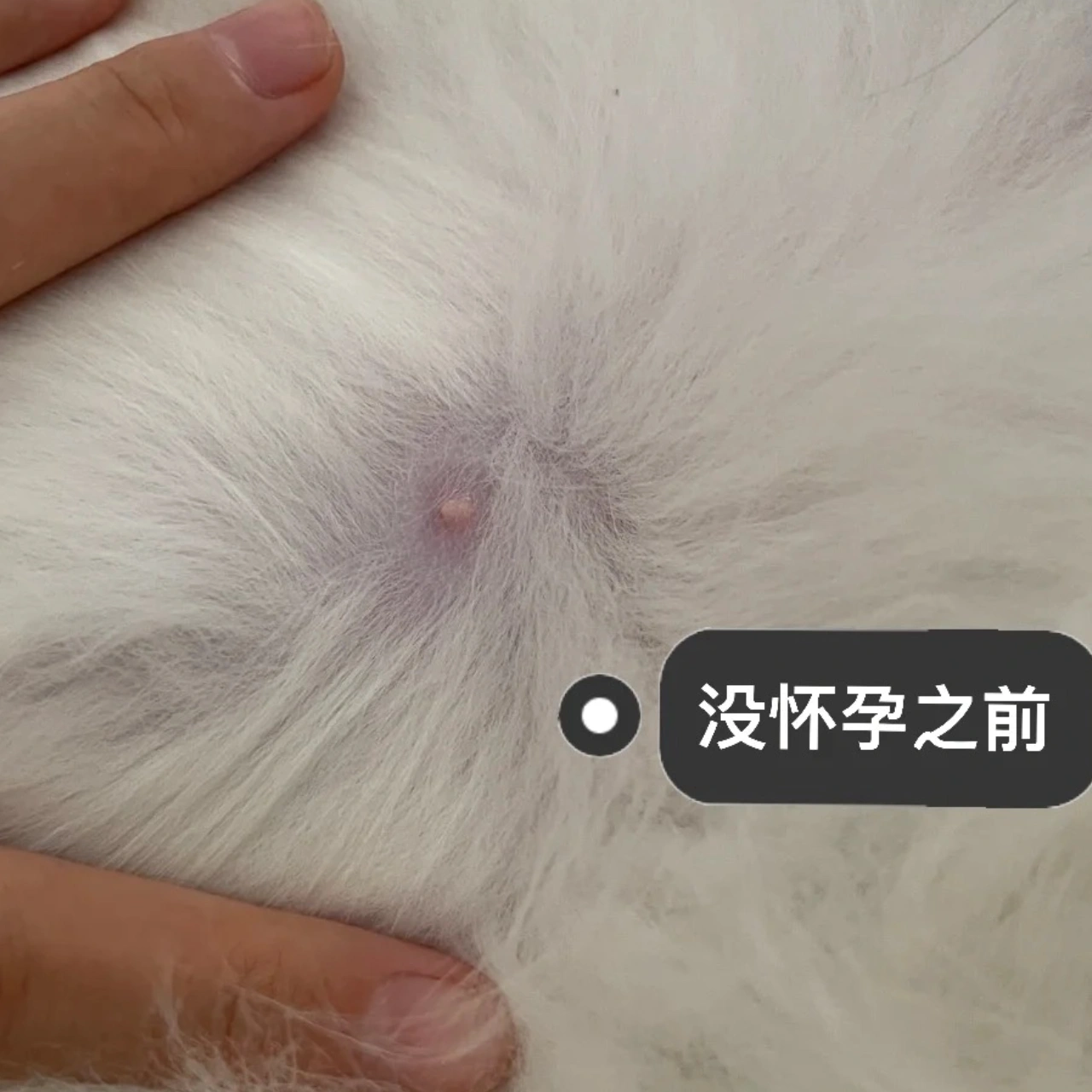 猫咪怀孕多久能看出来图片