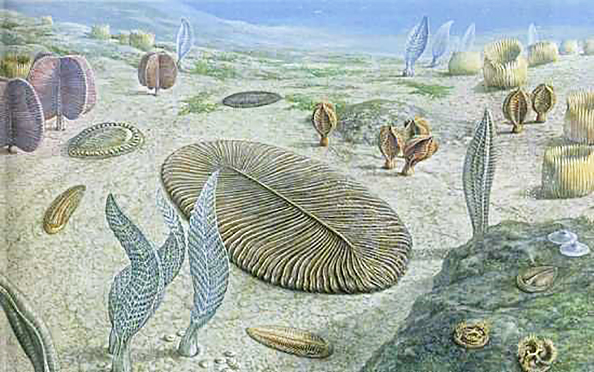 青藏高原发现5.5亿年前生物群化石,聊聊神秘的埃迪卡拉生物群