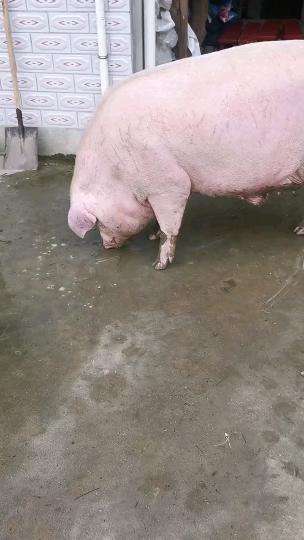 妈妈养了18个月的猪,差不多600斤,杀了400多斤肉,过个肥年