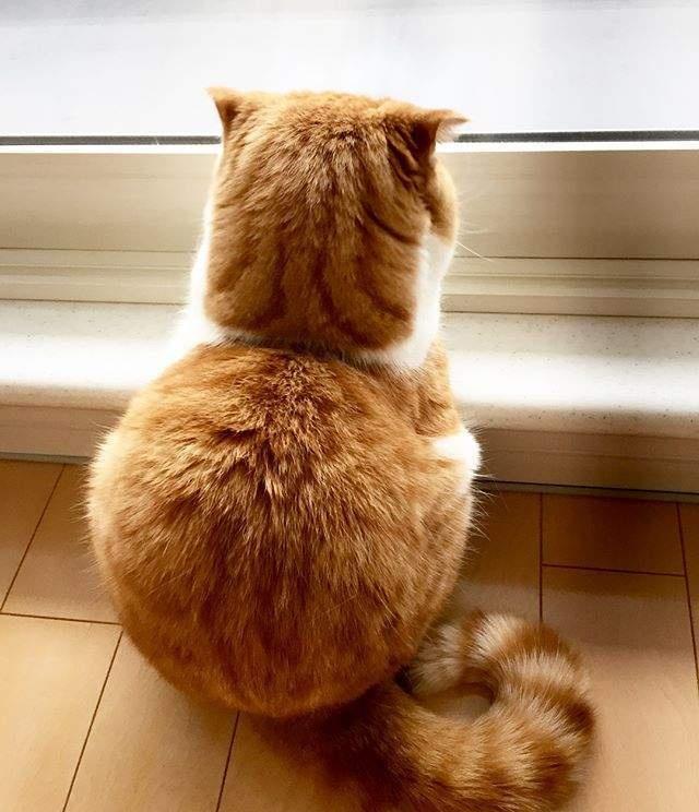 "背影杀手"小胖橘,依靠背影圈粉无数,转过身来:萌翻了