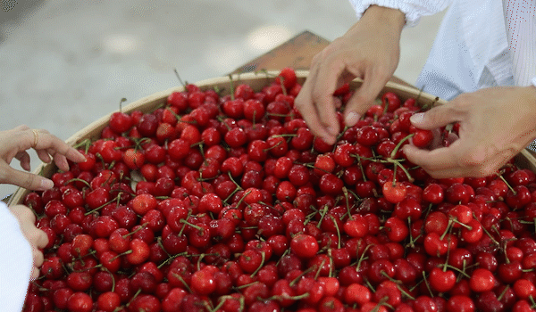 无核樱桃肉,清爽不腻口