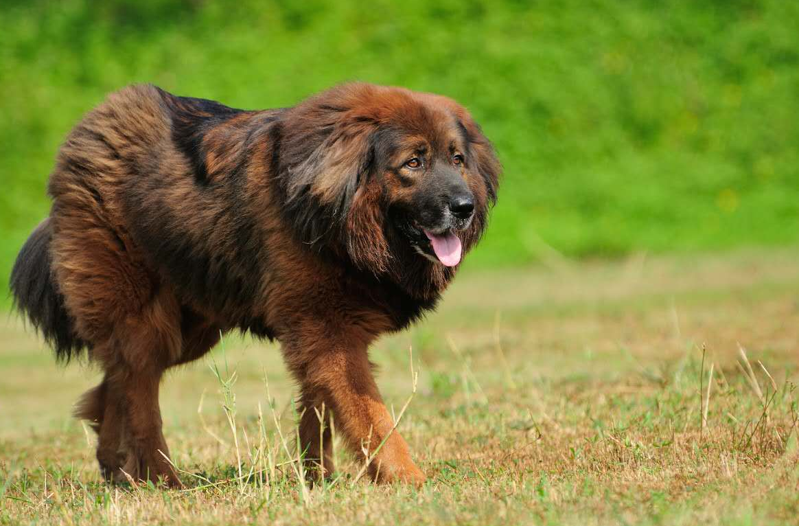 青海牧民牛群被偷,藏獒狂奔30公里救回牛群,不料被主人无情送人