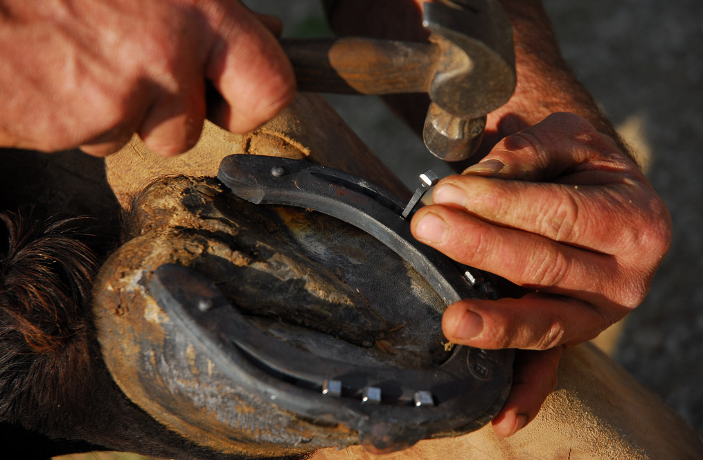 钉子扎进马蹄里,它们不会疼吗?