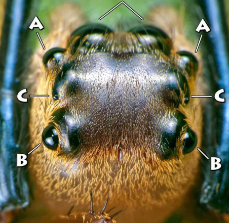 蜘蛛有复眼吗图片